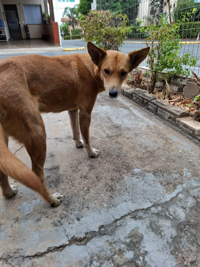 Cachorro ra a SRD-ViraLata idade 1 ano nome Caramela 