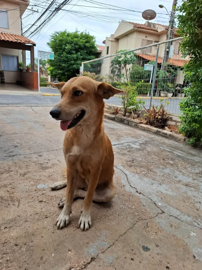Cachorro ra a SRD-ViraLata idade 1 ano nome Caramela 