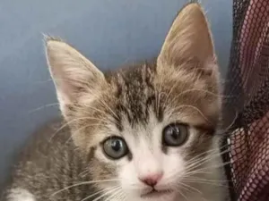 Gato raça SRD-ViraLata idade 2 a 6 meses nome MAG