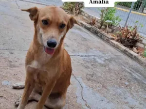 Cachorro raça SRD-ViraLata idade 1 ano nome Caramela 