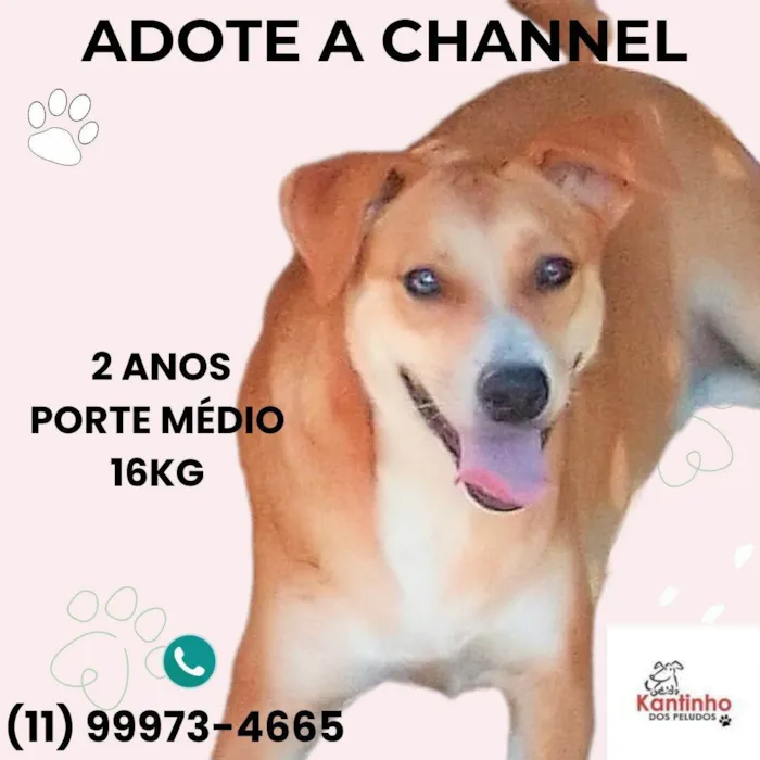 Cachorro ra a SRD-ViraLata idade 2 anos nome Channel