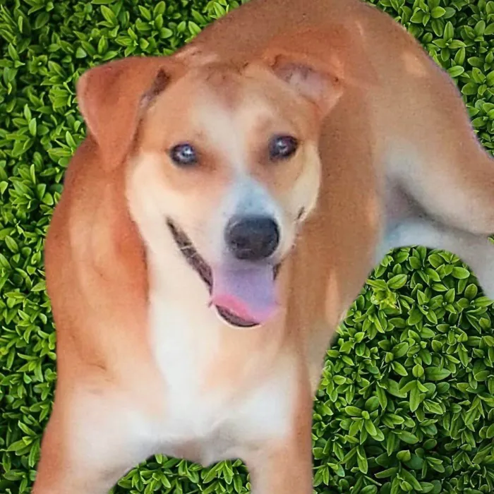 Cachorro ra a SRD-ViraLata idade 2 anos nome Channel