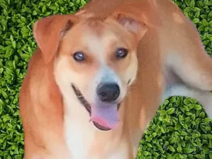 Cachorro raça SRD-ViraLata idade 2 anos nome Channel