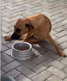 Cachorro ra a SRD-ViraLata idade 1 ano nome Kelly