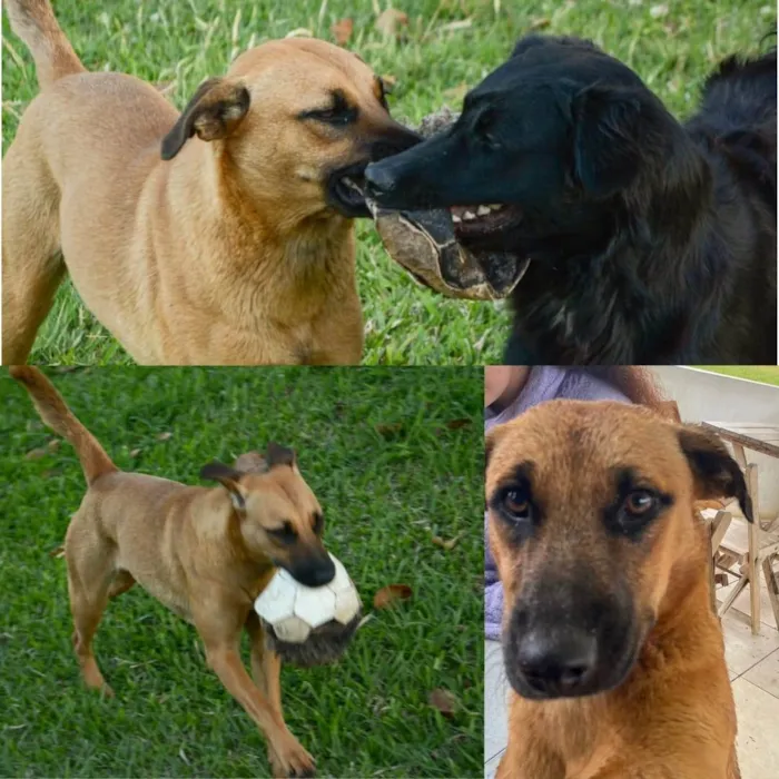 Cachorro ra a SRD-ViraLata idade 1 ano nome Kelly