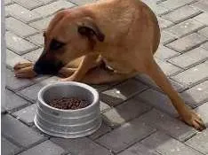 Cachorro raça SRD-ViraLata idade 1 ano nome Kelly
