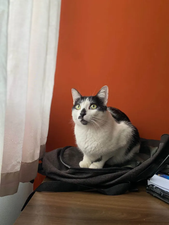 Gato ra a SRD-ViraLata idade 3 anos nome Tinoco