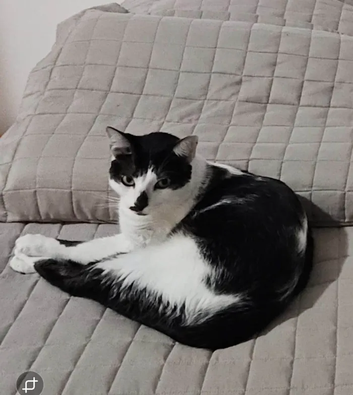 Gato ra a SRD-ViraLata idade 3 anos nome Tinoco