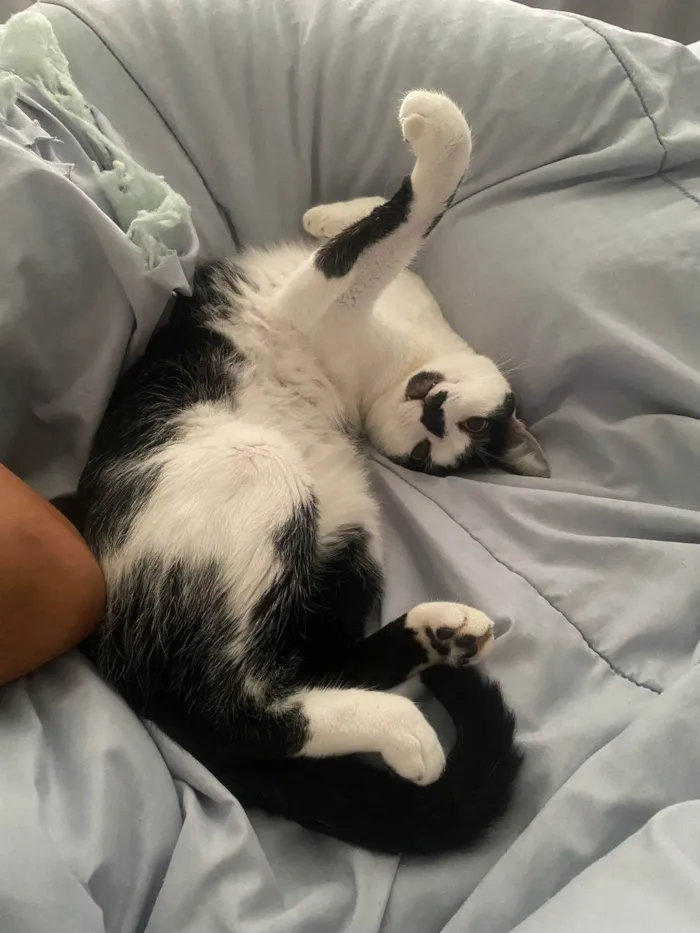 Gato ra a SRD-ViraLata idade 3 anos nome Tinoco