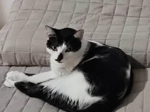 Gato raça SRD-ViraLata idade 3 anos nome Tinoco