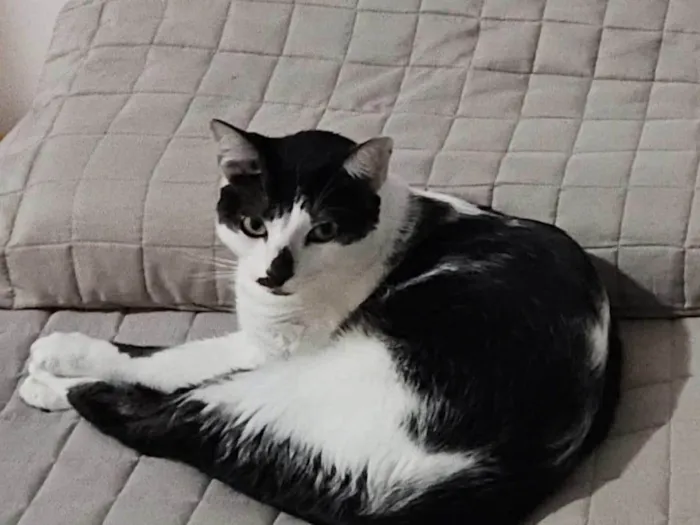 Gato ra a SRD-ViraLata idade 3 anos nome Tinoco