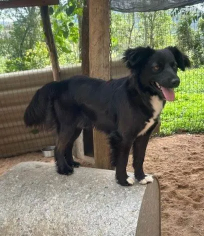 Cachorro ra a SRD-ViraLata idade 1 ano nome Juquinha