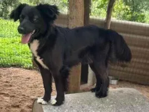Cachorro raça SRD-ViraLata idade 1 ano nome Juquinha