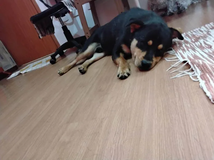 Cachorro ra a Chow Chow idade 1 ano nome Pituco