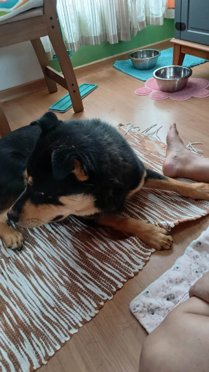 Cachorro ra a Chow Chow idade 1 ano nome Pituco