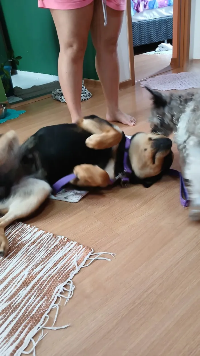 Cachorro ra a Chow Chow idade 1 ano nome Pituco