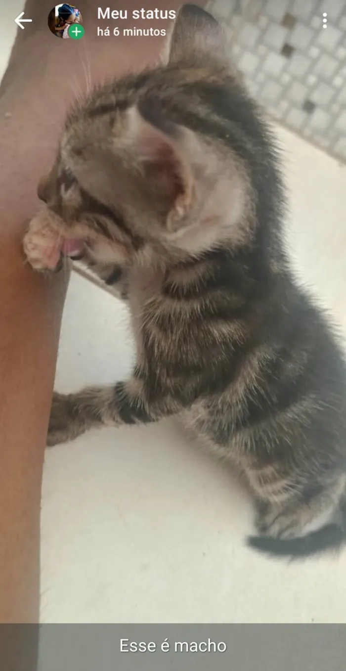 Gato ra a SRD-ViraLata idade Abaixo de 2 meses nome Milk 