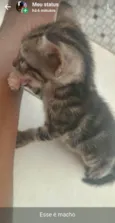 Milk