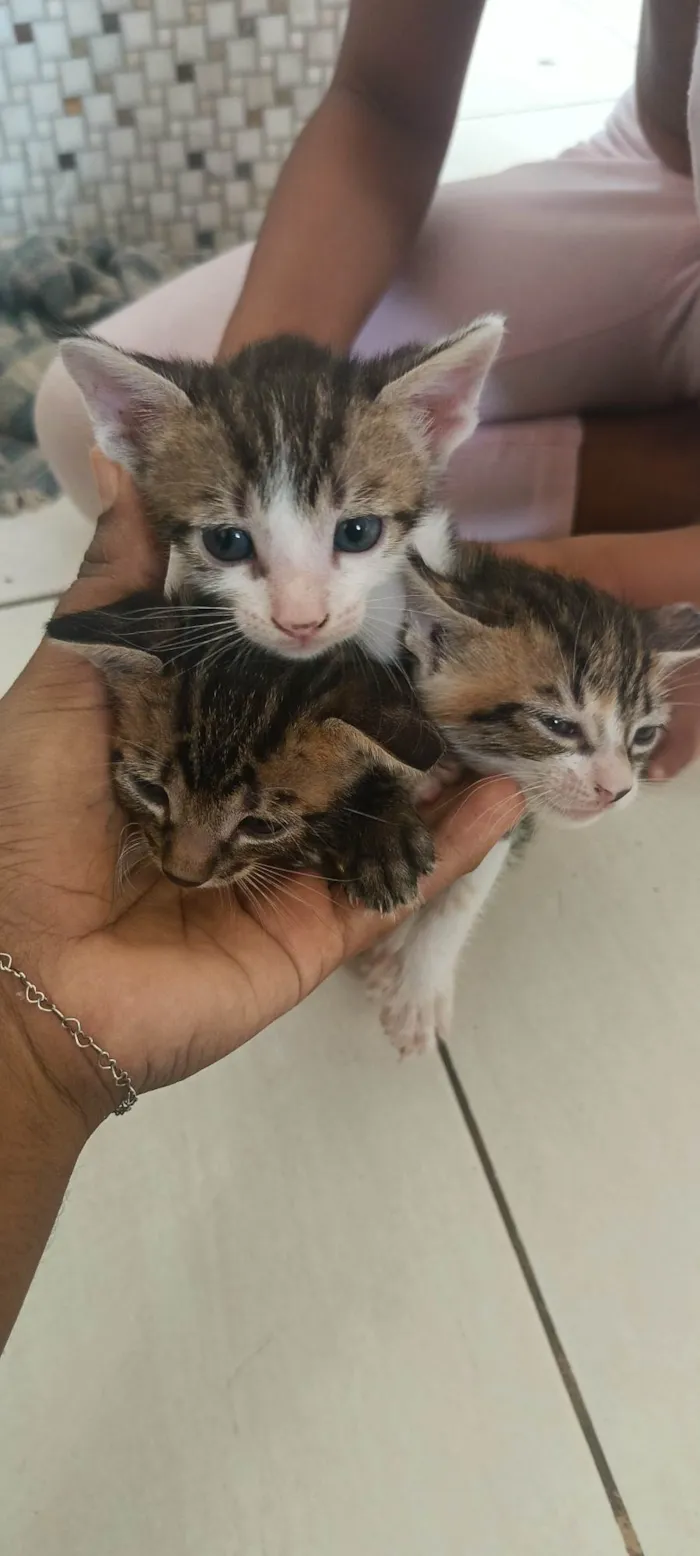 Gato ra a SRD-ViraLata idade Abaixo de 2 meses nome Milk 