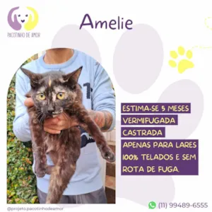 Gato raça SRD-ViraLata idade 2 a 6 meses nome Amelie
