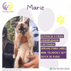 Gato raça SRD-ViraLata idade 2 a 6 meses nome Marie
