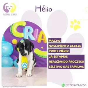 Cachorro raça SRD-ViraLata idade 2 a 6 meses nome Hélio