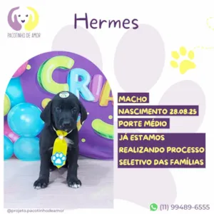 Cachorro raça SRD-ViraLata idade 2 a 6 meses nome Hermes