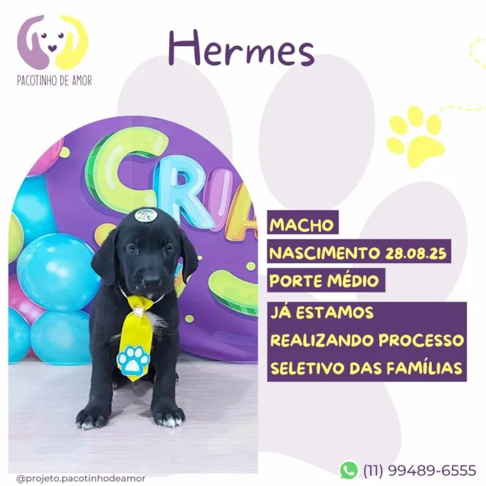 Cachorro ra a SRD-ViraLata idade 2 a 6 meses nome Hermes