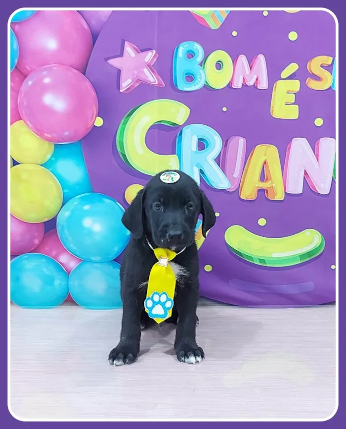 Cachorro ra a SRD-ViraLata idade 2 a 6 meses nome Hermes