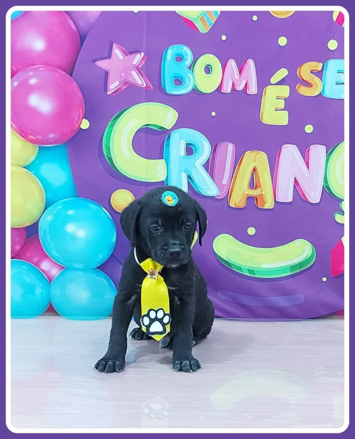 Cachorro ra a SRD-ViraLata idade 2 a 6 meses nome Ares