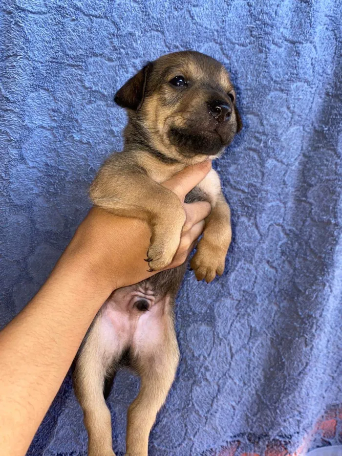 Cachorro ra a SRD-ViraLata idade Abaixo de 2 meses nome Calvin  