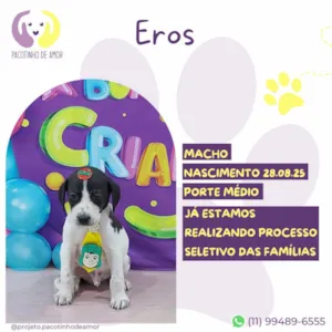 Cachorro raça SRD-ViraLata idade 2 a 6 meses nome Eros
