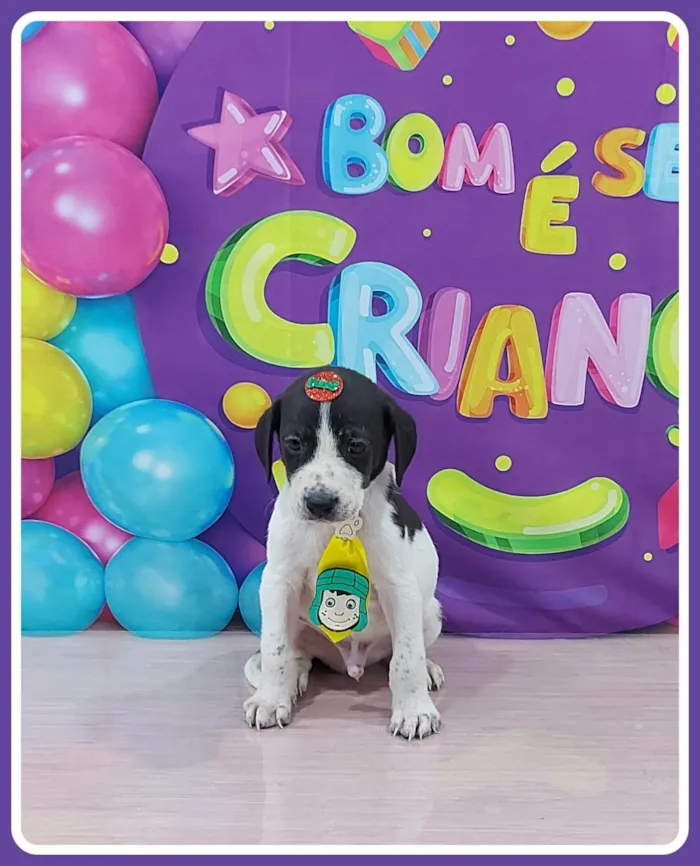 Cachorro ra a SRD-ViraLata idade 2 a 6 meses nome Eros