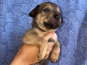 Cachorro raça SRD-ViraLata idade Abaixo de 2 meses nome Calvin  