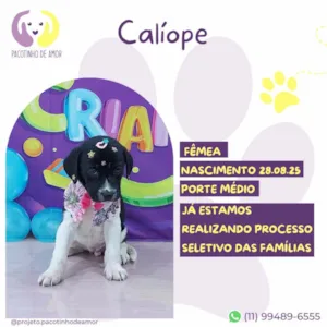 Cachorro raça SRD-ViraLata idade 2 a 6 meses nome Calíope