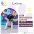 Calíope