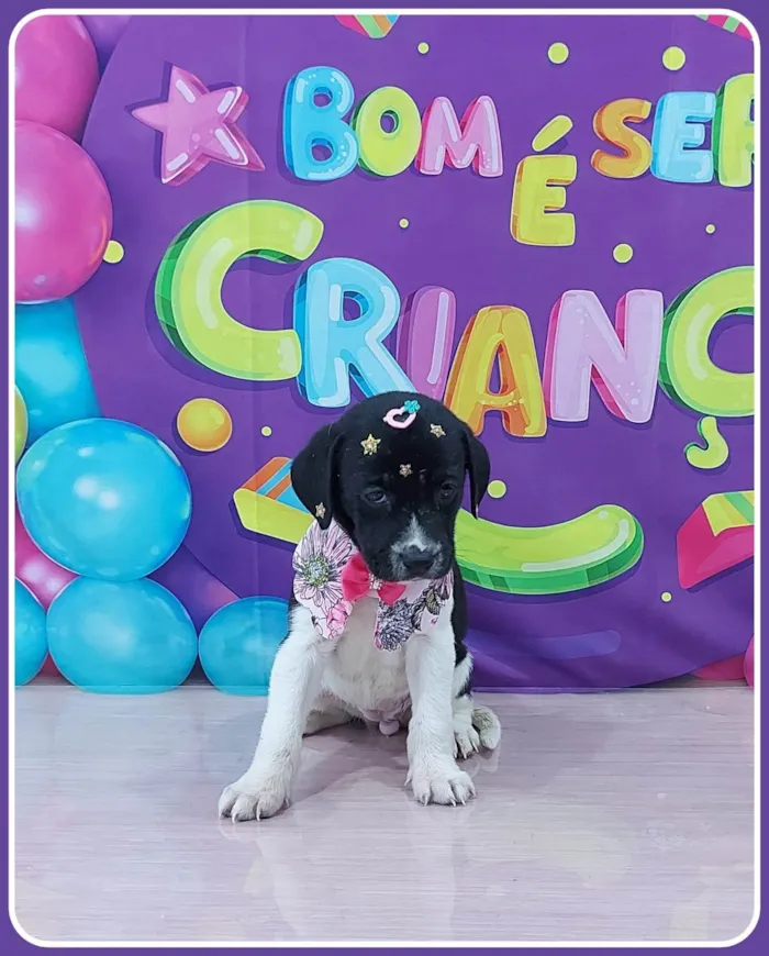 Cachorro ra a SRD-ViraLata idade 2 a 6 meses nome Calíope