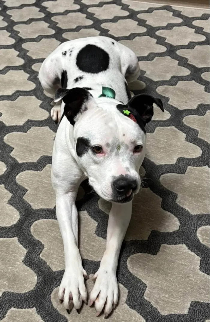 Cachorro ra a Pit-Bull idade 4 anos nome Kali