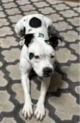 Kali