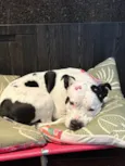 Kali
