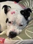 Kali