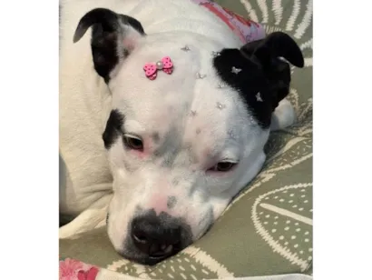 Cachorro raça Pit-Bull idade 4 anos nome Kali