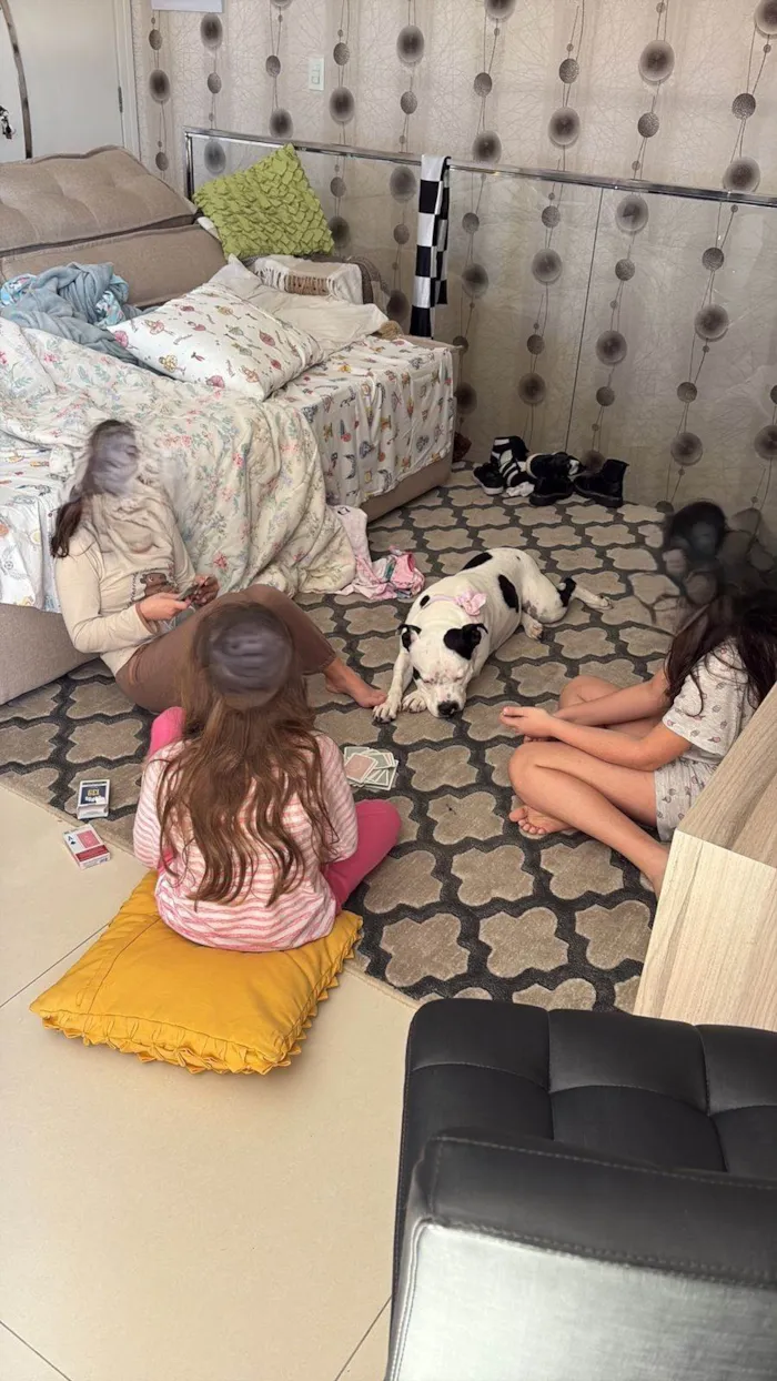 Cachorro ra a Pit-Bull idade 4 anos nome Kali