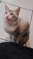 Peludão