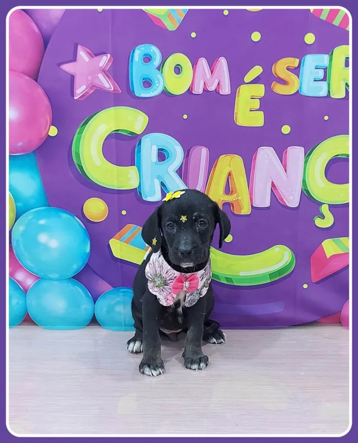 Cachorro ra a SRD-ViraLata idade 2 a 6 meses nome Selene