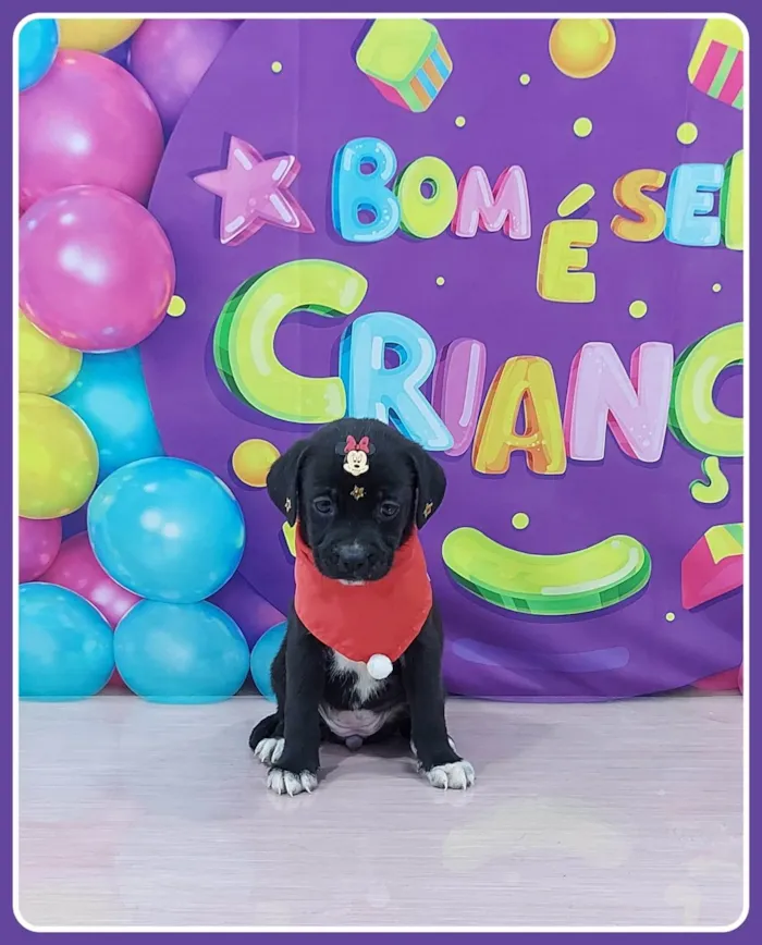 Cachorro ra a SRD-ViraLata idade 2 a 6 meses nome Clio