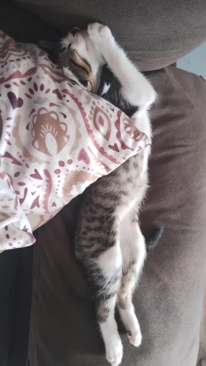 Gato ra a SRD-ViraLata idade 2 a 6 meses nome Luck
