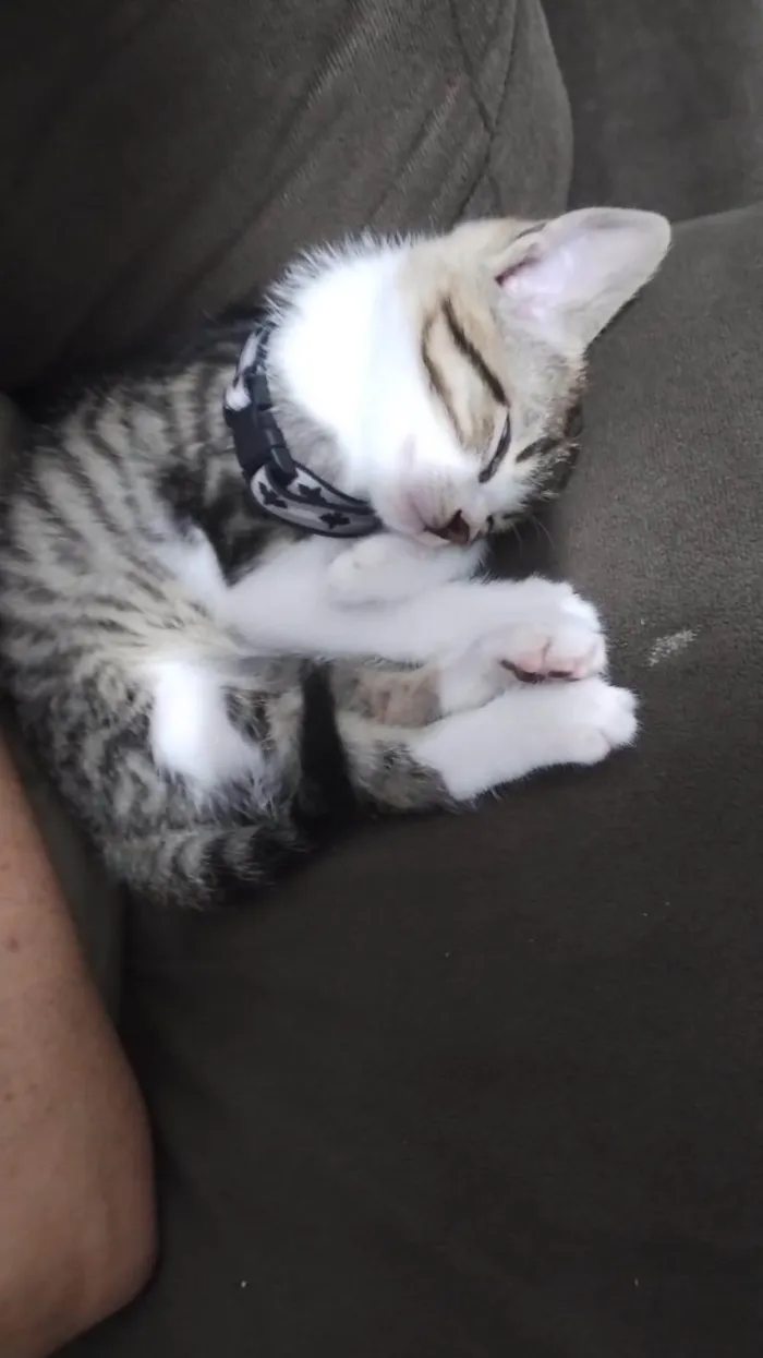 Gato ra a SRD-ViraLata idade 2 a 6 meses nome Luck