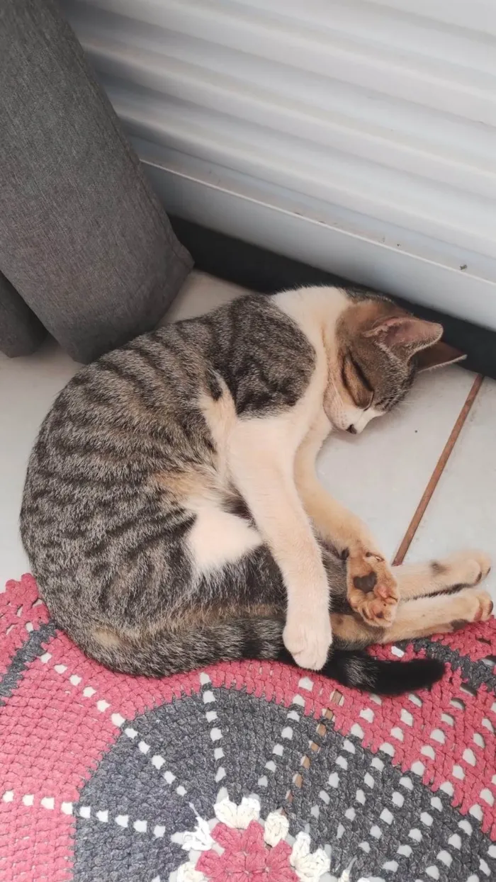 Gato ra a SRD-ViraLata idade 2 a 6 meses nome Luck