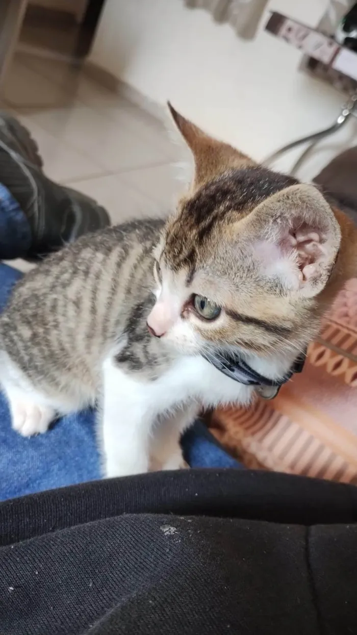 Gato ra a SRD-ViraLata idade 2 a 6 meses nome Luck